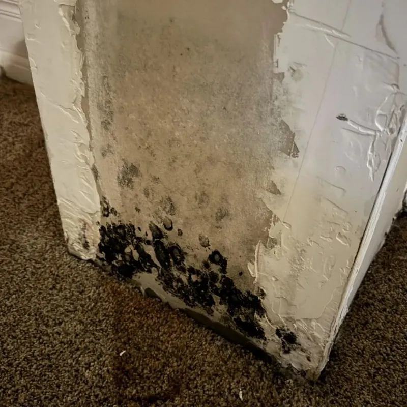 Professional Mold Removal in Ballville, OH